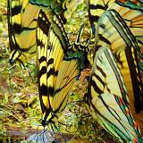 Tiger Swallowtails_P1010462